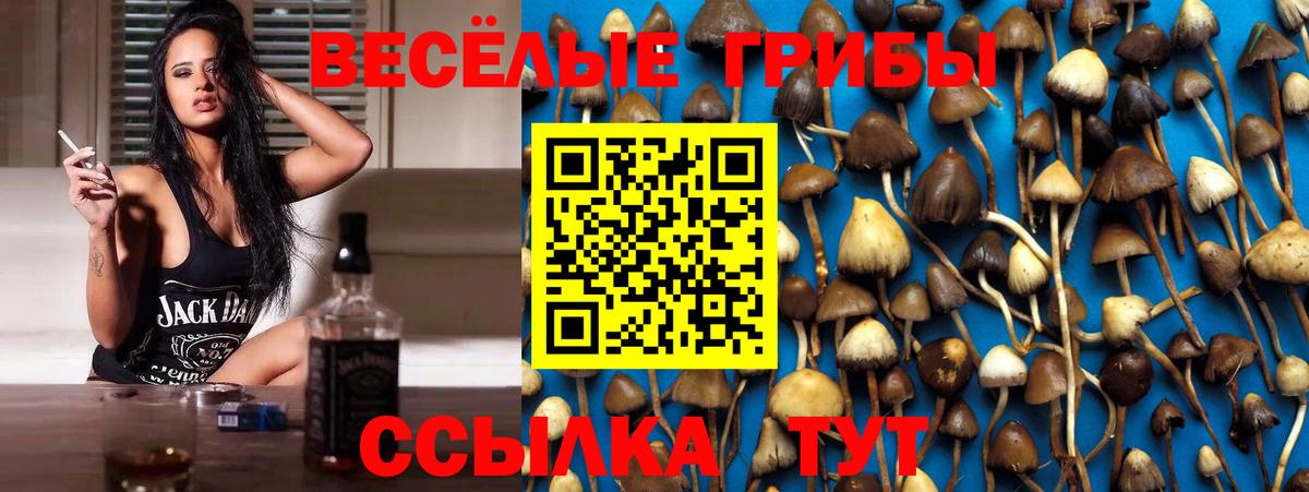 Псилоцибиновые грибы Psilocybe Черкесск